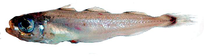 Gadiculus argenteus_22248